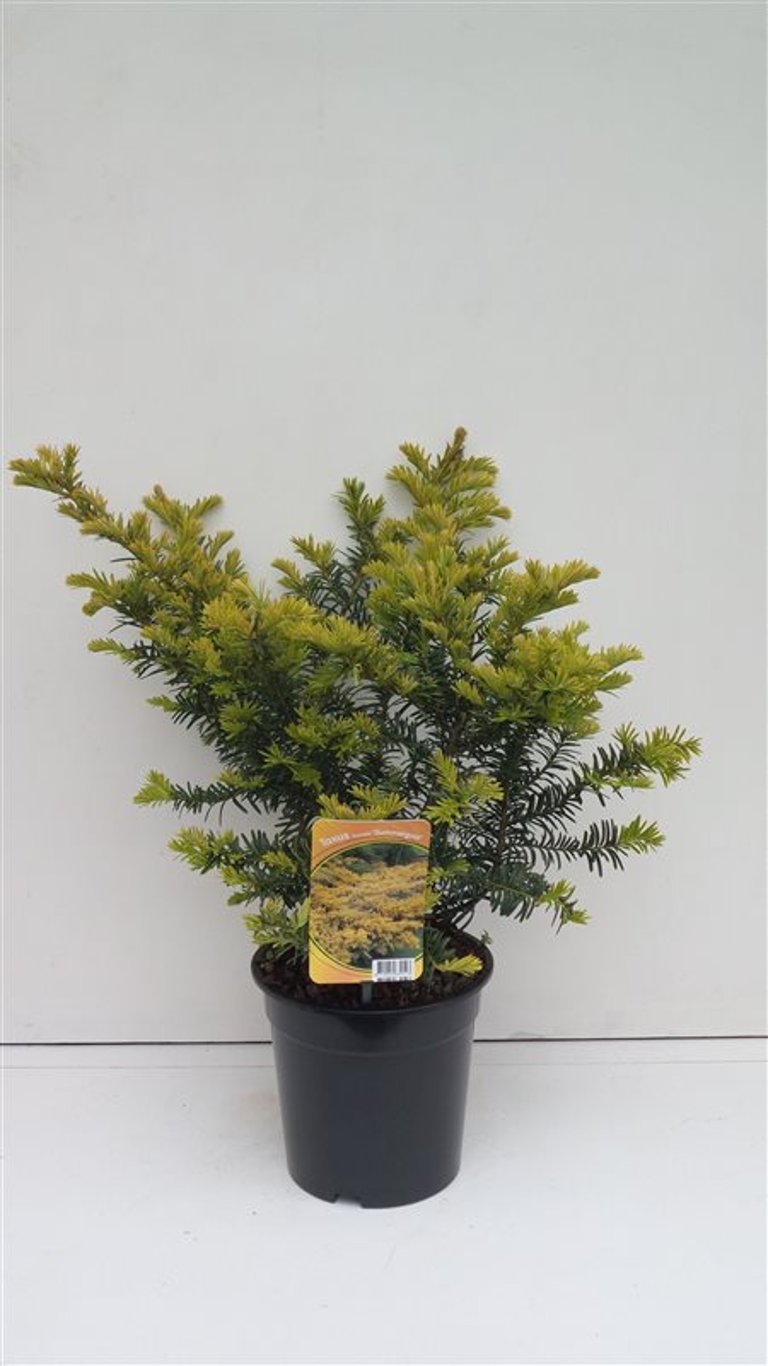 Taxus b. 'Summergold' - C3 30-40 CM